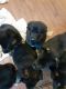 German Shepherd Puppies for sale in Hampshire, IL 60140, USA. price: $800