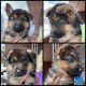 German Shepherd Puppies for sale in Mooresville, NC 28115, USA. price: NA