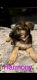 German Shepherd Puppies for sale in Ocala, FL 34472, USA. price: $600
