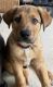 German Shepherd Puppies for sale in Seattle, WA, USA. price: $600