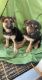 German Shepherd Puppies for sale in Fort Stockton, TX 79735, USA. price: NA