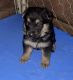 German Shepherd Puppies for sale in Jurupa Valley, CA 91752, USA. price: NA