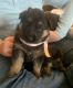 German Shepherd Puppies for sale in Cunningham, KY 42035, USA. price: NA
