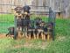 German Shepherd Puppies for sale in Katy, TX, USA. price: $750