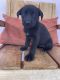 German Shepherd Puppies for sale in 1485 NW 55th St, Miami, FL 33142, USA. price: NA