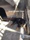 German Shepherd Puppies for sale in Oceanside, CA, USA. price: NA