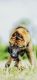 German Shepherd Puppies for sale in Brentwood, MO, USA. price: NA