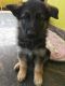 German Shepherd Puppies for sale in Hosur, Tamil Nadu, India. price: 12000 INR