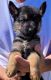 German Shepherd Puppies for sale in 32223 Oil Well Rd, Punta Gorda, FL 33955, USA. price: NA