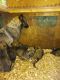 German Shepherd Puppies for sale in Birch Run, MI 48415, USA. price: NA