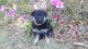 German Shepherd Puppies for sale in Easley, SC, USA. price: $1,200