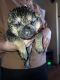 German Shepherd Puppies for sale in Dearborn, MI, USA. price: $700