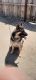German Shepherd Puppies for sale in Selma, CA 93662, USA. price: NA