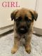 German Shepherd Puppies for sale in Excelsior Springs, MO 64024, USA. price: $550