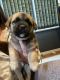 German Shepherd Puppies for sale in Davison, MI 48423, USA. price: $250