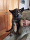 German Shepherd Puppies for sale in Bushnell Plaza, Bushnell, FL 33513, USA. price: NA