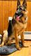 German Shepherd Puppies for sale in Peabody, MA, USA. price: $3,500