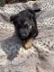 German Shepherd Puppies for sale in Hermann, MO 65041, USA. price: NA