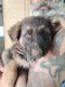 German Shepherd Puppies for sale in Mahabaleshwar, Maharashtra 412806, India. price: 15000 INR