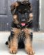 German Shepherd Puppies for sale in San Francisco, CA, USA. price: NA