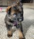 German Shepherd Puppies for sale in Rice Lake, WI, USA. price: NA