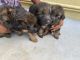 German Shepherd Puppies for sale in Kothanur Main Rd, Kothanur, Bengaluru, Karnataka 560077, India. price: 28000 INR