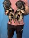 German Shepherd Puppies for sale in Mohabbewala, Dehradun, Uttarakhand 248002, India. price: 6000 INR