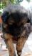 German Shepherd Puppies for sale in Urapakkam, Tamil Nadu, India. price: 18000 INR