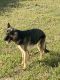 German Shepherd Puppies for sale in Clayton, NC, USA. price: $800