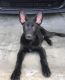 German Shepherd Puppies for sale in Moreno Valley, CA, USA. price: $300