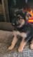 German Shepherd Puppies for sale in Ovid, NY 14521, USA. price: NA