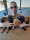 German Shepherd Puppies for sale in 804 N 4th St, Avondale, AZ 85323, USA. price: NA