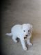 German Shepherd Puppies for sale in Spartanburg, SC, USA. price: $600