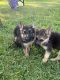 German Shepherd Puppies for sale in Brownsville, TX, USA. price: NA