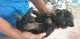 German Shepherd Puppies for sale in Attur, Tamil Nadu 636102, India. price: 15000 INR