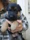 German Shepherd Puppies for sale in Temecula, CA, USA. price: $900