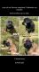 German Shepherd Puppies for sale in Nacogdoches, TX, USA. price: $100