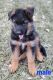 German Shepherd Puppies for sale in Cokato, MN 55321, USA. price: $1,250