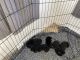 German Shepherd Puppies for sale in Lemon Grove, CA, USA. price: $1,000