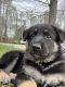 German Shepherd Puppies for sale in Boomer, NC 28654, USA. price: $1,000
