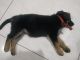 German Shepherd Puppies for sale in Ahmedabad, Gujarat, India. price: 17000 INR