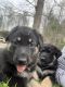 German Shepherd Puppies for sale in Boomer, NC 28654, USA. price: $100,000