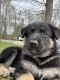 German Shepherd Puppies for sale in Boomer, NC 28654, USA. price: $800