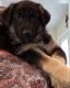 German Shepherd Puppies for sale in Wichita Falls, TX, USA. price: $650