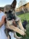 German Shepherd Puppies for sale in Alvin, TX, USA. price: $350