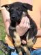 German Shepherd Puppies for sale in Wilson, NC, USA. price: $500