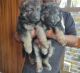 German Shepherd Puppies for sale in Dehradun, Uttarakhand, India. price: NA