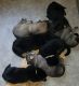 German Shepherd Puppies for sale in Pleasant Prairie, WI, USA. price: $850