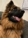 German Shepherd Puppies for sale in Aliso Viejo, CA, USA. price: NA