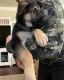German Shepherd Puppies for sale in Puyallup, WA 98375, USA. price: $800